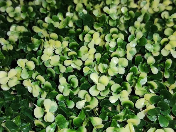 Off-White_Vertical_Garden_Artificial_Wall_Plants_|_50Cm_X_50Cm_X_5Cm
