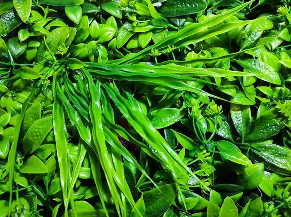 Green_&_Purple_Vertical_Garden_Artificial_Wall_Plants_|_50Cm_X_50Cm_X_5Cm