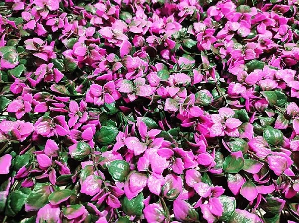 Pink_Vertical_Garden_Artificial_Wall_Plants_|_50Cm_X_50Cm_X_8Cm