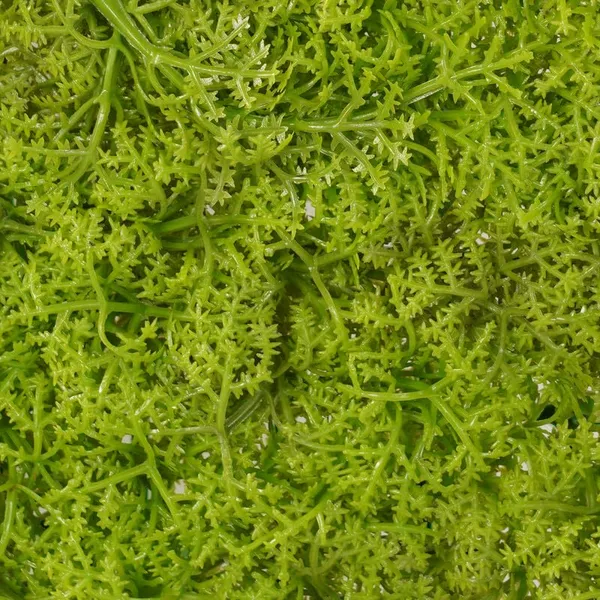 Green_Vertical_Garden_Artificial_Wall_Plants_|_60Cm_X_40Cm_X_8Cm