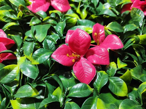 Green_&_Red_Vertical_Garden_Artificial_Wall_Plants_|_50Cm_X_50Cm_X_5Cm