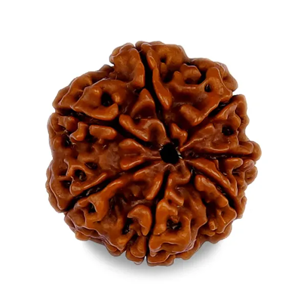 Original_Nepali_Five_Faced__5_Mukhi_Rudraksha_Bead_(Colour:_Brown,_Shape:_Round)_WITH_CERTIFICATE