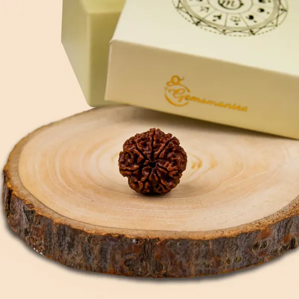 7_Mukhi_Rudraksha_Nepal_Bead_with_Pendant_|_Satmukhi_Rudraksha_Original_Lab_Certified_7_Face_Rudraksha