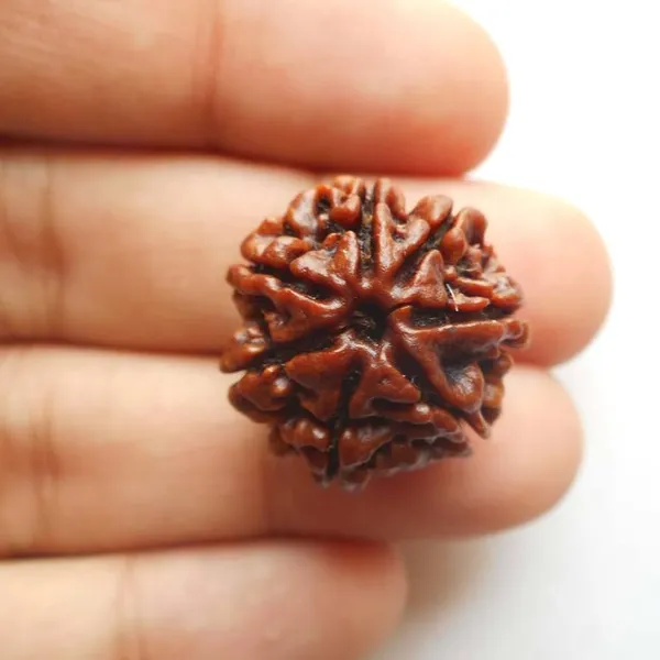 7_Mukhi_Rudraksha_Nepal_Bead_with_Pendant_|_Satmukhi_Rudraksha_Original_Lab_Certified_7_Face_Rudraksha