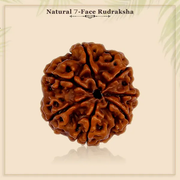 7_Mukhi_Rudraksha_Nepal_Bead_with_Pendant_|_Satmukhi_Rudraksha_Original_Lab_Certified_7_Face_Rudraksha