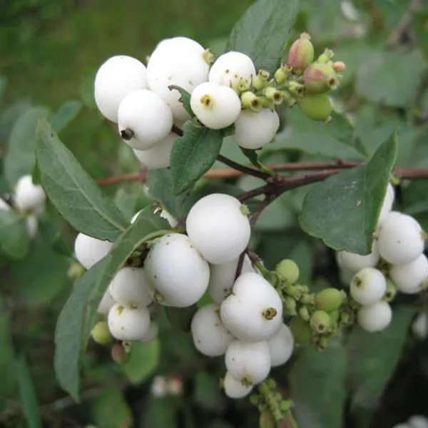 Cat_Fruit_Plants_&_Tree(1.5-3_Feet_Size)