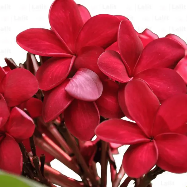 Red_Colour_Kat_Chapa_Champa_Plumeria_Flower_Plants_&_Tree(1-2_Feet_Size)