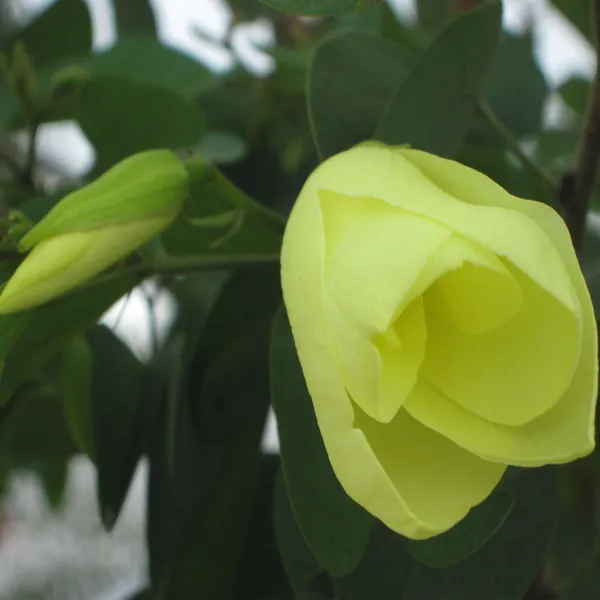 Yellow_Colour_Kanchan_Bauhinia_purpurea_Flower_Plants_&_Tree(1-2_Feet_Size)