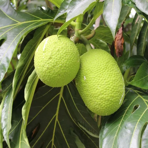 Bread_Fruit_Plants_&_Tree(1.5-3_Feet_Size)
