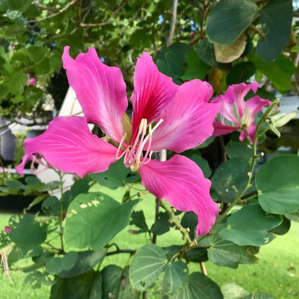 Purple_Colour_Kanchan_Bauhinia_purpurea_Flower_Plants_&_Tree(1-2_Feet_Size)