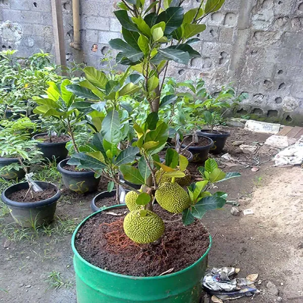 Red_Sindoor_Siddu_Jackfruit_Varikka_Katahal_Panasa_Chakka_Grafted_Fruit_Plants_&_Tree(1.5-3_Feet_Size)