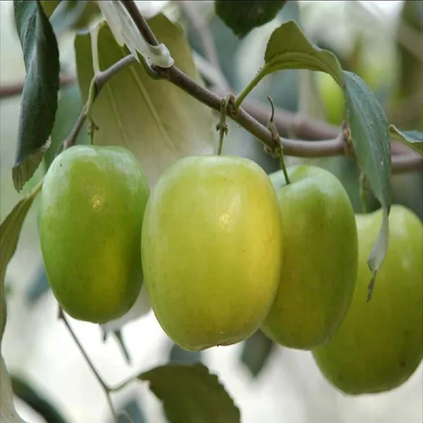 B_U_Green_Apple_Ber_Jujube_Kul_Grafted_Fruit_Plants_&_Tree(1-2_Feet_Size)