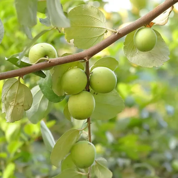B_U_Green_Apple_Ber_Jujube_Kul_Grafted_Fruit_Plants_&_Tree(1-2_Feet_Size)