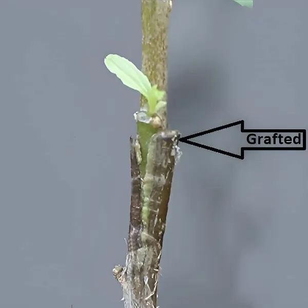 B_U_Green_Apple_Ber_Jujube_Kul_Grafted_Fruit_Plants_&_Tree(1-2_Feet_Size)