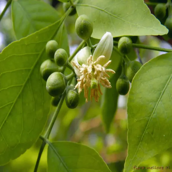 Seedling_Bel_Bael_Bilva_Fruit_Plants_&_Tree(1-2_Feet_Size)