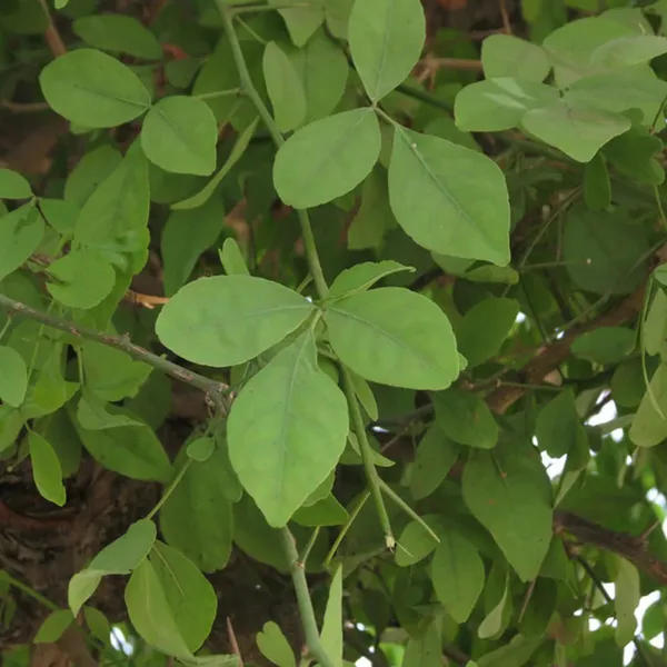Seedling_Bel_Bael_Bilva_Fruit_Plants_&_Tree(1-2_Feet_Size)