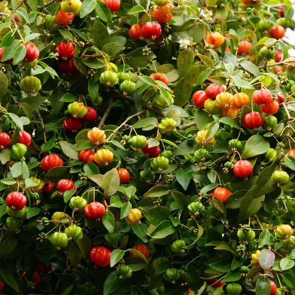 Surinam_Cherry_Cherries_Fruit_(Air_Layering/Grafted)_Plants_&_Tree(1-2_Feet_Size)