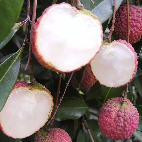 Early_Seedless_Litchi_Lychee_Fruit_(Air_Layering/Grafted)_Plants_&_Tree(1-2_Feet_Size)