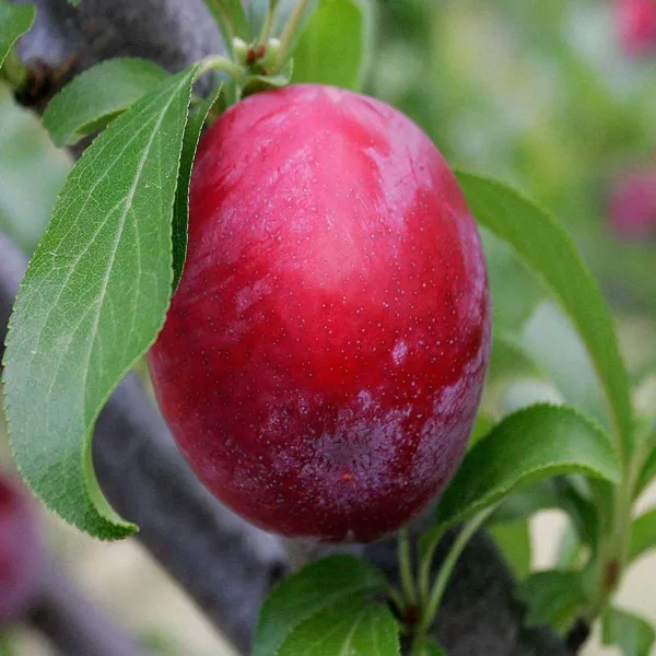 Plum_Red_Aloo_Bukhara_Fruit_(Air_Layering/Grafted)_Plants_&_Tree(1.5-3_Feet_Size)