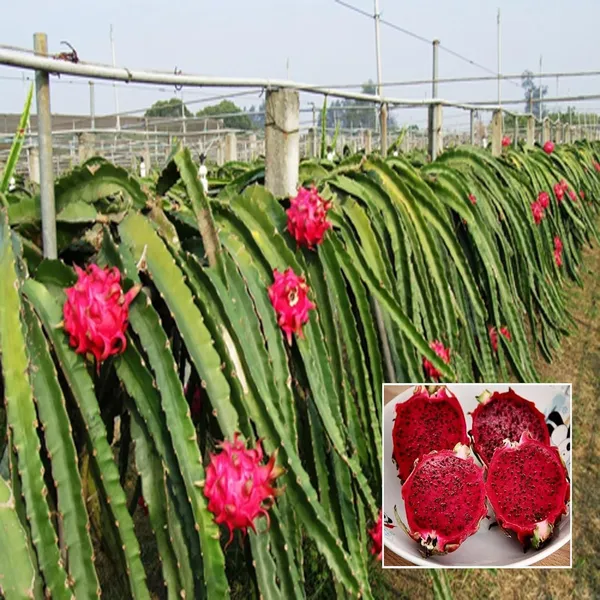 Siam_Red_Dragon_Fruit_(Cutting/Grafted)_Plants_&_Tree_(1-2_Feet_Size)