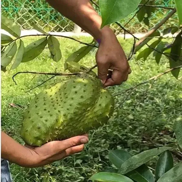 Corossol_Sour_Soup_Lakshman_Fruit_Plant_(1.5-3_Feet_Size)