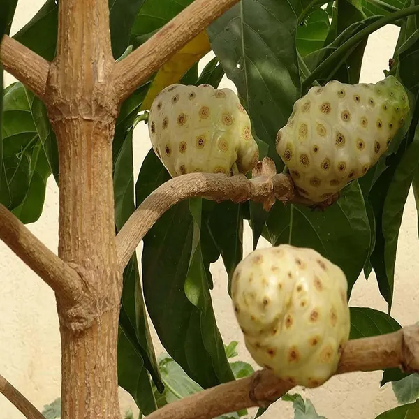 Noni_Cheese_Fruit_Plants_&_Tree(1.5-3_Feet_Size)