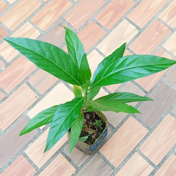 Noni_Cheese_Fruit_Plants_&_Tree(1.5-3_Feet_Size)
