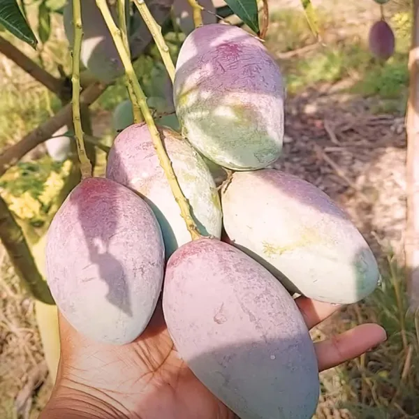 Bari_13_Mango_Grafted_Aam_Fruit_Plants_&_Tree_(1.5-3_Feet_Size)