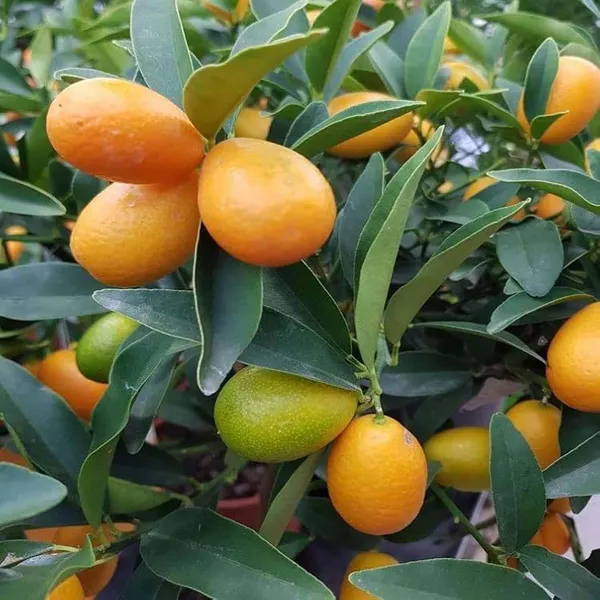Sweet_Thai_Kumquat_Lemon_Nimbu_Fruit_(Grafted)_Plants_&_Tree(1-2_Feet_Size)