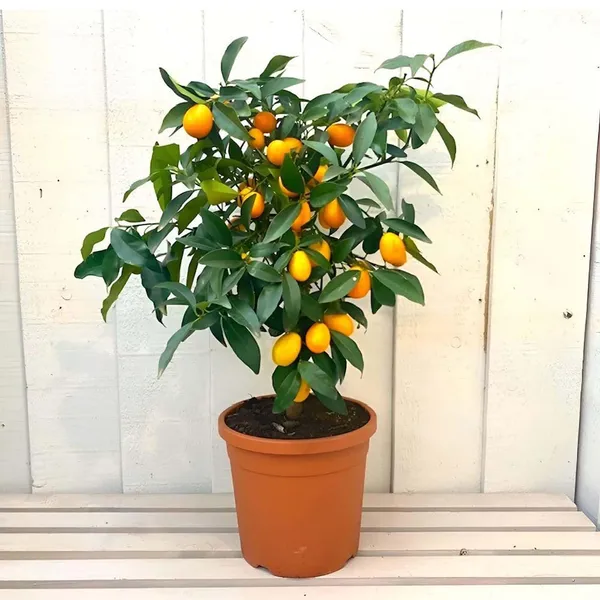 Sweet_Thai_Kumquat_Lemon_Nimbu_Fruit_(Grafted)_Plants_&_Tree(1-2_Feet_Size)