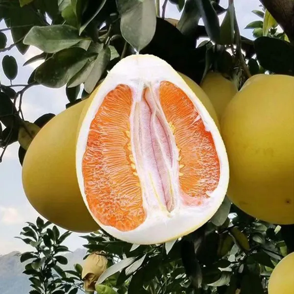 Golden_Honey_Pomelo_Grapefruit_Jambura_Gaint_Chakotra_Batabi_Lebu_kambili_Naranga_Fruit_Grafted_Plants_&_Tree(1.5-3_Feet_Size)