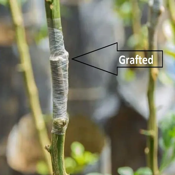 Red_Pomelo_Grapefruit_Jambura_Gaint_Chakotra_Batabi_Lebu_kambili_Naranga_Fruit_Grafted_Plants_&_Tree(1.5-3_Feet_Size)