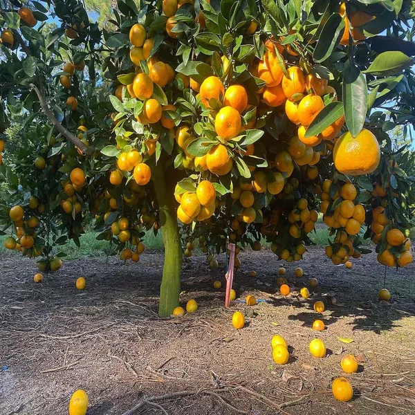 Nagpur_Mandarin_Orange_All_Time_Grafted_Santra_Fruit_Plants_&_Tree(1-2_Feet_Size)