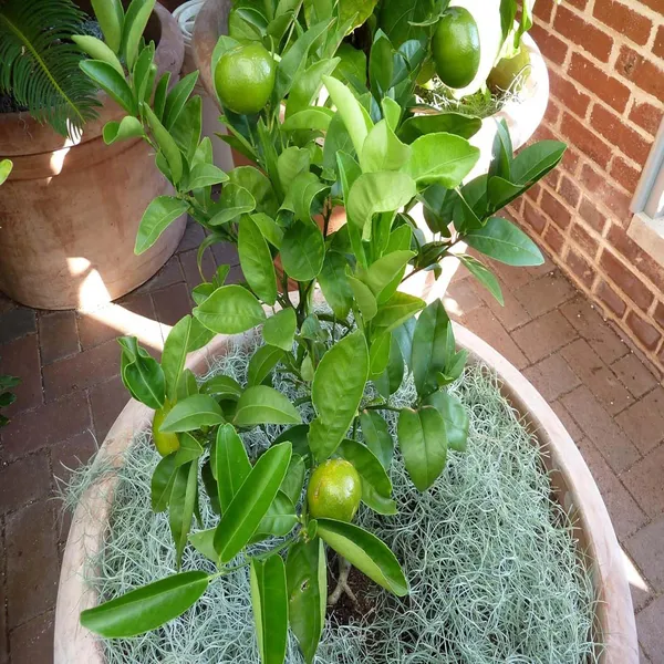 Honey_Murcott_Orange_Grafted_Santra_Fruit_Plants_&_Tree(1-2_Feet_Size)