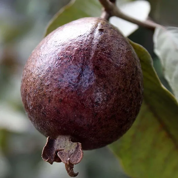Red_Guava_Fruit_Air_Layering/Grafted_Plants_&_Tree_(1.5-3_Feet_Size)
