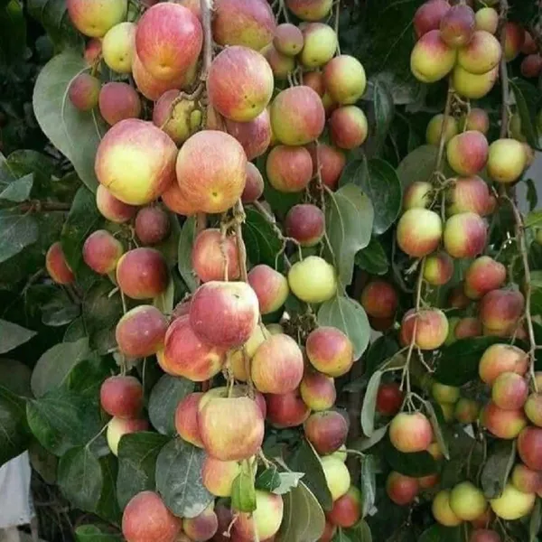 Seedless_Apple_Ber_Jujube_Kul_Grafted_Fruit_Plants_&_Tree(1-2_Feet_Size)