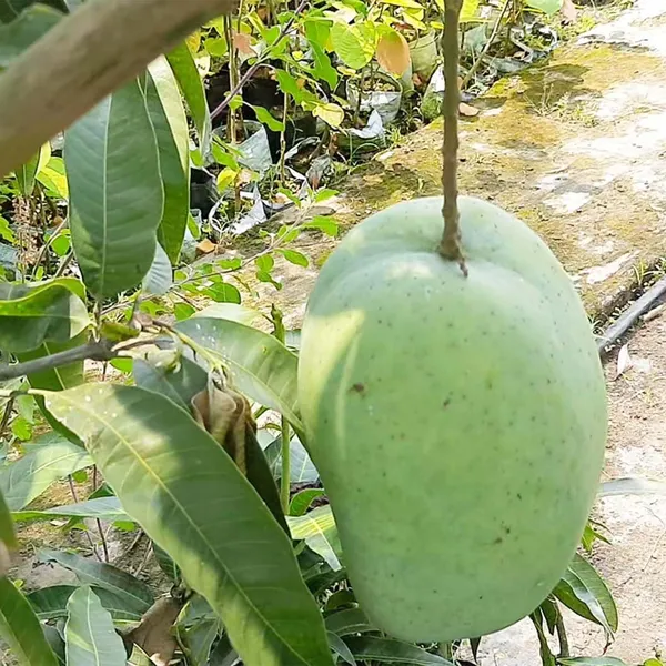4KG_Mango_Grafted_Aam_Fruit_Plants_&_Tree_(1.5-3_Feet_Size)