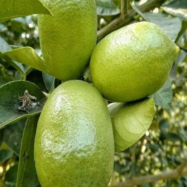 China_3_Seedless_Lemon_Nimbu_Fruit_(Air_Layering/Grafted)_Plants_&_Tree(1-2_Feet_Size)