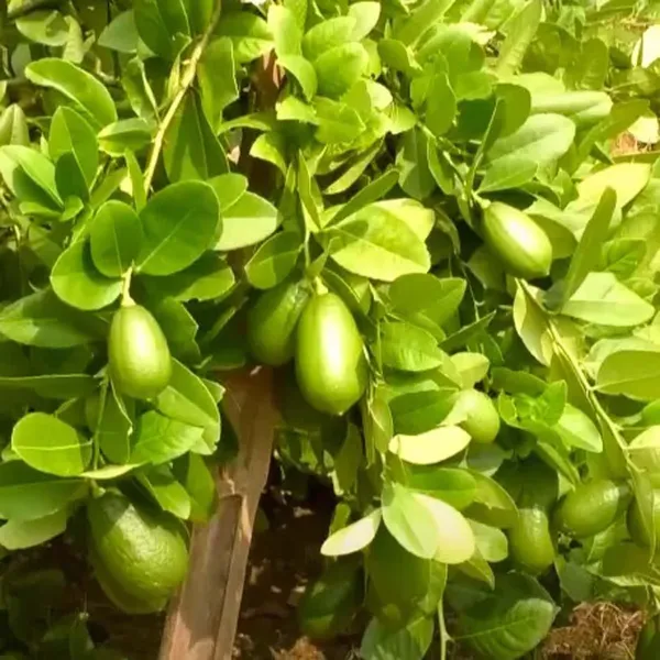 China_3_Seedless_Lemon_Nimbu_Fruit_(Air_Layering/Grafted)_Plants_&_Tree(1-2_Feet_Size)