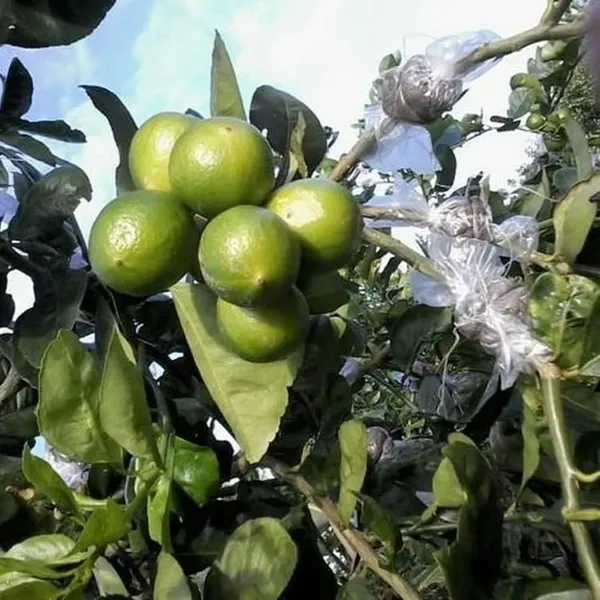 All_Time_Calcutta_Pati_Lemon_Nimbu_Fruit_(Air_Layering/Grafted)_Plants_&_Tree(1-2_Feet_Size)