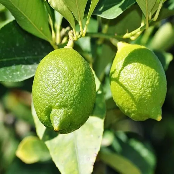 Nimbu_Kagzi_Lemon_All_Time_Lemon_Fruit_(Air_Layering/Grafted)_Plants_&_Tree(1-2_Feet_Size)
