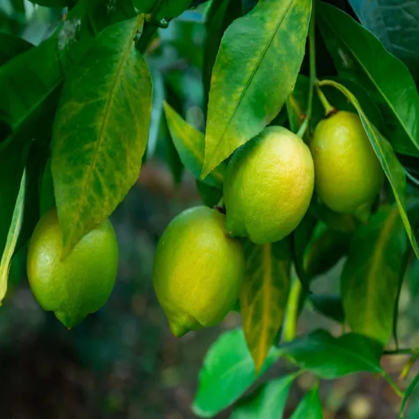 Nimbu_Kagzi_Lemon_All_Time_Lemon_Fruit_(Air_Layering/Grafted)_Plants_&_Tree(1-2_Feet_Size)