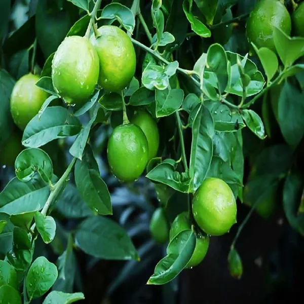 Thai_Patti_Lemon_Nimbu_Fruit_(Air_Layering/Grafted)_Plants_&_Tree(1-2_Feet_Size)