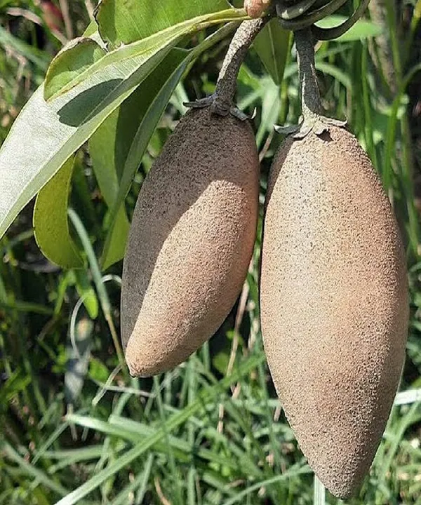 Thai_Banana_Long_Chikoo_Sapota_Grafted_Fruit_Plants_&_Tree(1.5-3_Feet_Size)