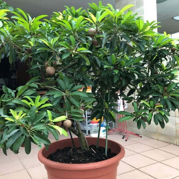 Cricket_Ball_Sapota_Chikoo_Grafted_Fruit_Plants_&_Tree(1.5-3_Feet_Size)