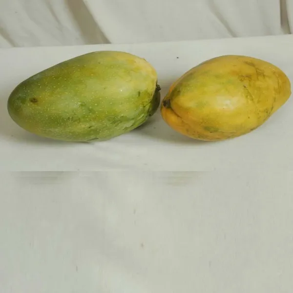 Dasheri_Mango_Grafted_Aam_Fruit_Plants_&_Tree(1.5-3_Feet_Size)