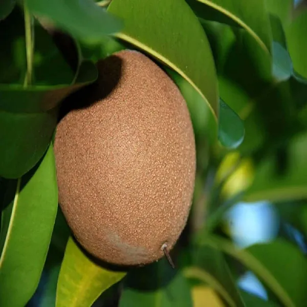 Pala_Chikoo_Sapota_Grafted_Fruit_Plants_&_Tree(1.5-3_Feet_Size)