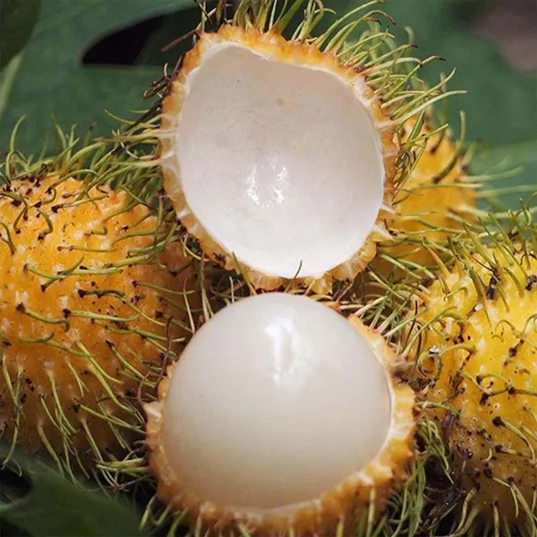 E35_Rambutan_Fruit_Grafted_Plants_&_Tree(1.5-3_Feet_Size)