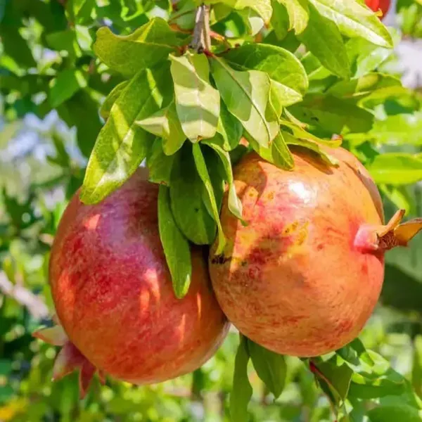 Anar_Ganesh_Pomegranate_Fruit_(Air_Layering/Grafted)_Plants_&_Tree(1.5-3_Feet_Size)