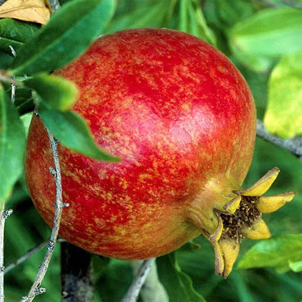 Granada_Pomegranate_Fruit_(Air_Layering/Grafted)_Anar_Plants_&_Tree(1.5-3_Feet_Size)